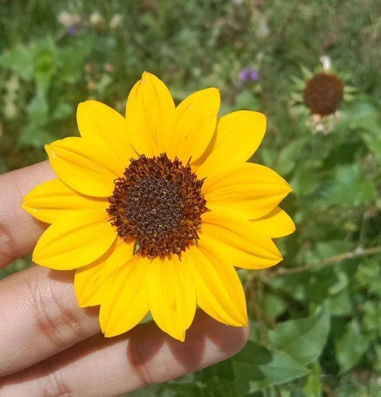 Samridhi Tiwari....💛 tweet media