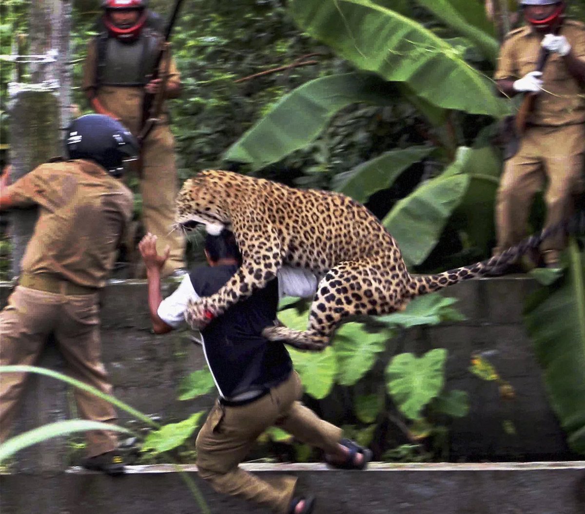 King Panthera tweet media