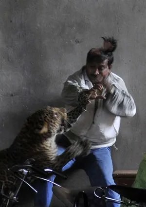 King Panthera tweet media