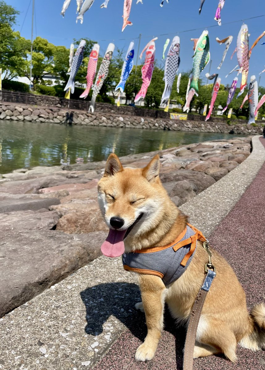 nextconka's tweet photo. みんな〜、こどもの日を楽しんでる〜🎏😆
アタチも早く犬かきを覚えて、コイヌぼりになって空を泳ぎたいわ〜ん🏊

#スヌまる子ちゃん #柴犬 #豆柴 #柴犬との暮らし #柴犬を崇めよ #大分市平和市民公園 https://t.co/7fbEmXAq4I