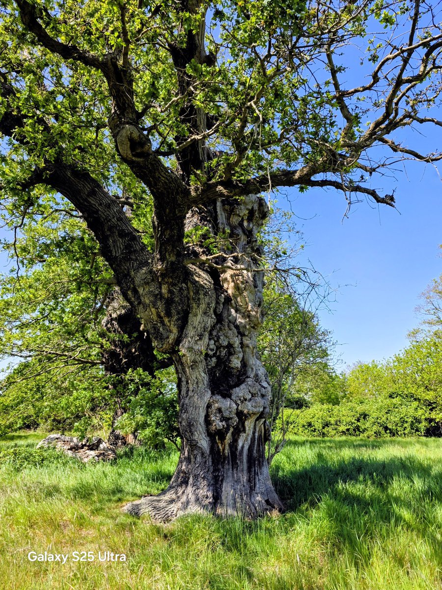 Splatscircusan1's tweet photo. Goodmorning friends Happy #thicktrunktuesday Life is a joy when you sit with trees. https://t.co/AnlafubeD1