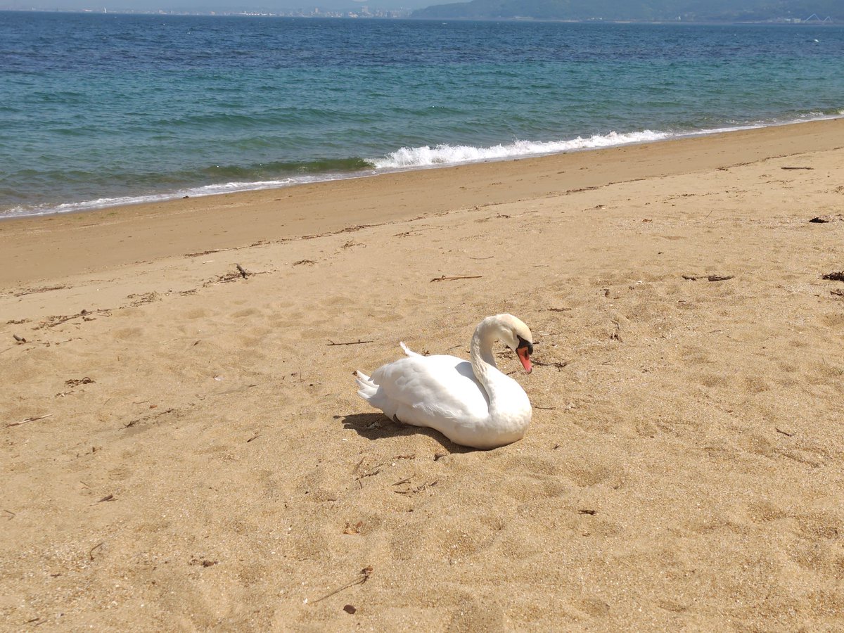 hyk_43's tweet photo. 海に行ったら野生の白鳥がおったんやけど白鳥って海泳ぐん…？ https://t.co/n6Fgx3LSS9
