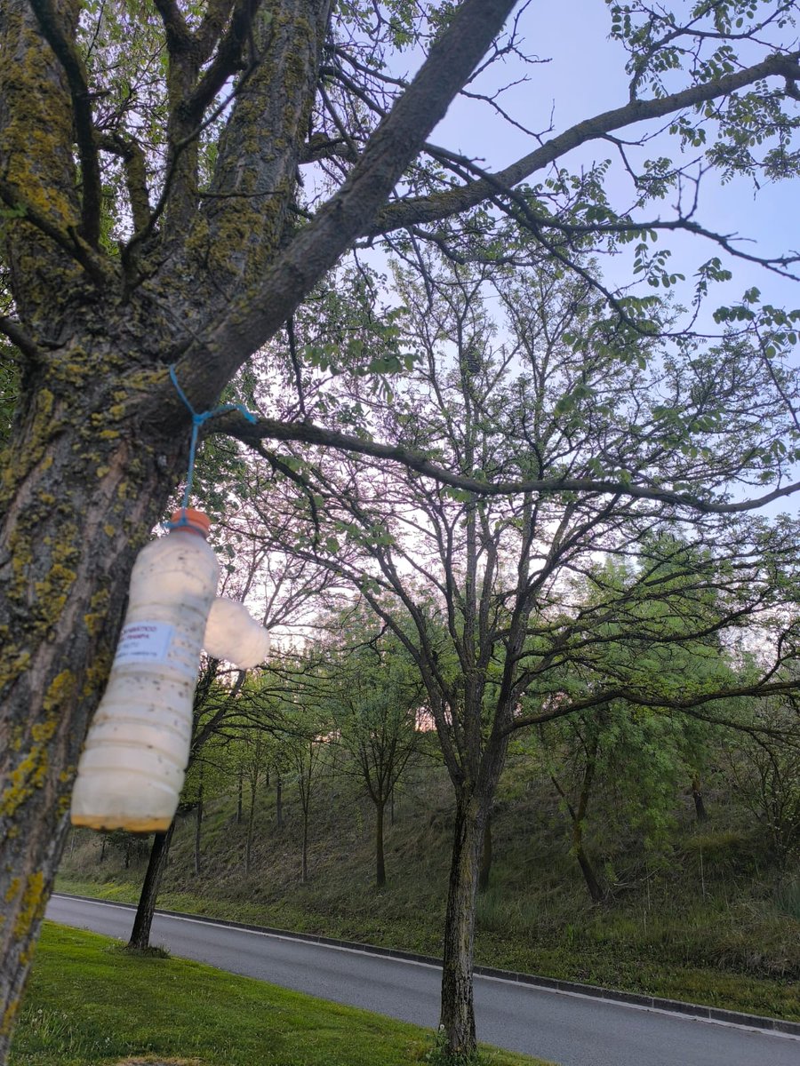 Guardas_na's tweet photo. Como todos los años, colocamos trampas para capturar reinas de avispa asiática junto a los nidos detectados el año pasado. De esta forma evitamos que las reinas construyan un nuevo nido este año. En la cuenca de Pamplona y alrededores tenemos colocadas 93 trampas. https://t.co/SbSfqwP0Zl