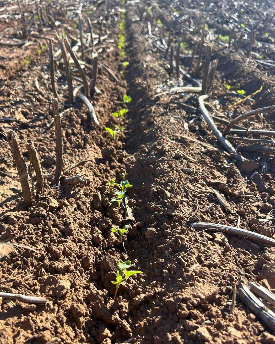 NufarmSeedsAU's tweet photo. 🌱🌱Up & out of the ground!
These #Canola seedlings emerged just 4 days after sowing at West Wyalong following strong pre-season rain.
💪 A strong start for new Nufarm varieties in development.
#Nufarm #NufarmSeeds #Plant26 https://t.co/r1QZFsNiW6