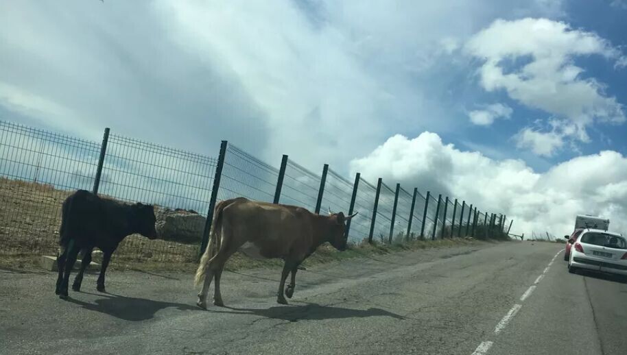 Corse : La divagation animale, conséquence de l'indivision ?
➡️ l.ici.fr/kQNw