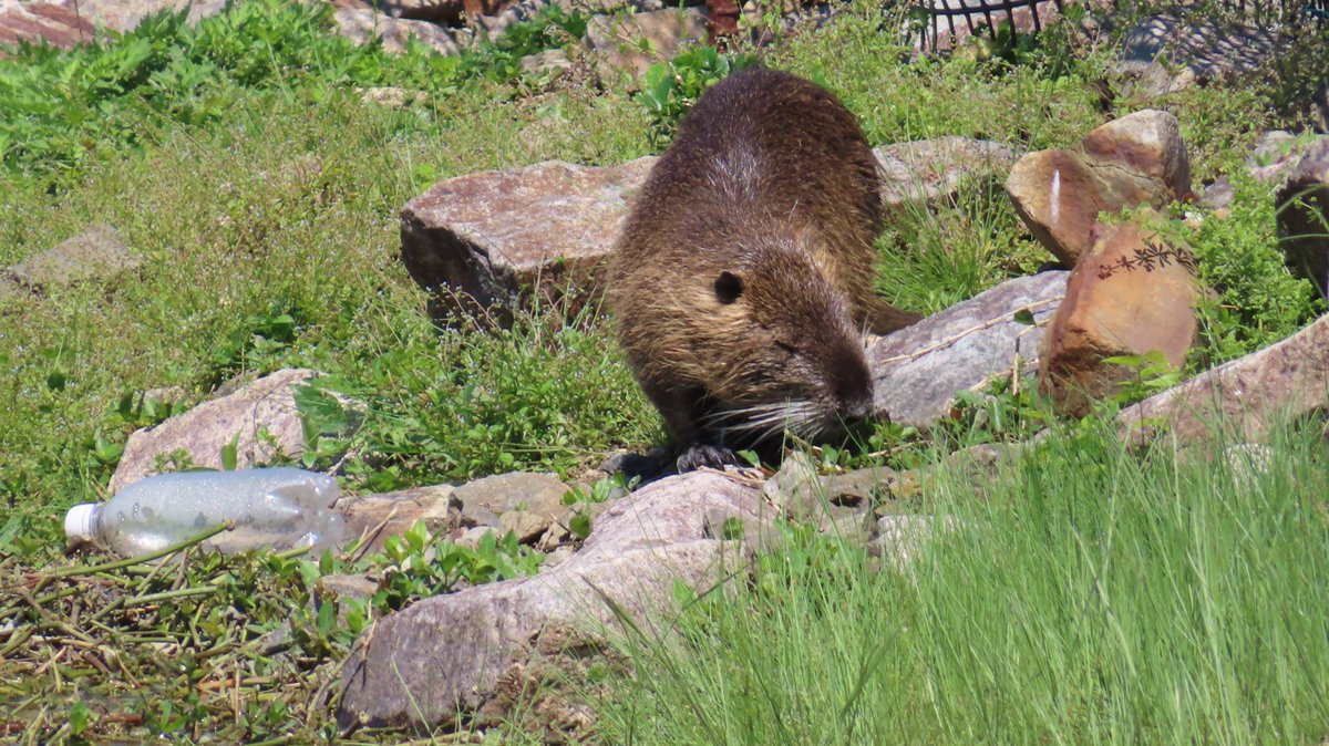 K池公園のヌートリア1匹 5月5日
#nutria #coypu #ヌートリア #ragondin #昆陽池公園