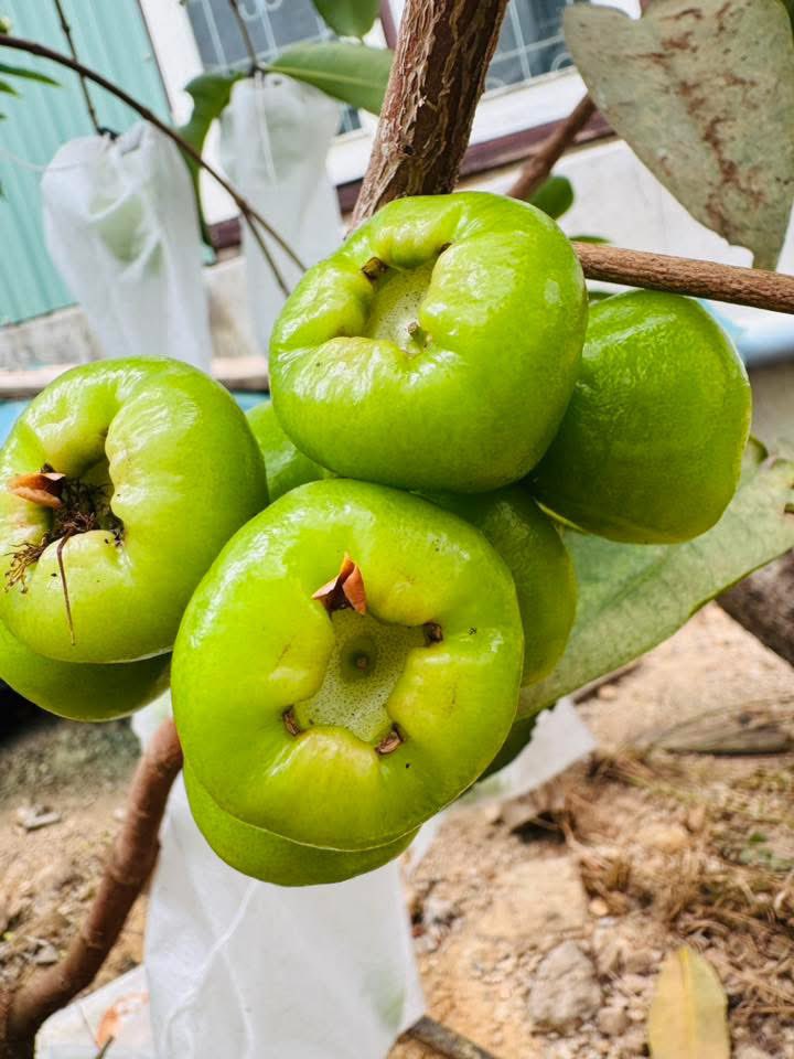 misenvn's tweet image. Về quê ngoại chỉ có trái và hoa 
Nơi yên bình nhất thế gian
Cảm nhận cái nắng cũng khác
Đi chân trần trên đất nó đã làm sao
Chạm tay vào trái nghe ngọt trong tim 
Ngắm một chậu hoa dại cũng vui cả buổi

#foryou #life