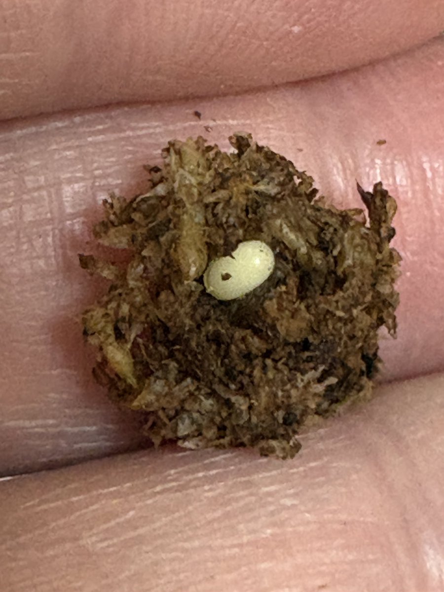 エルフ tweet media