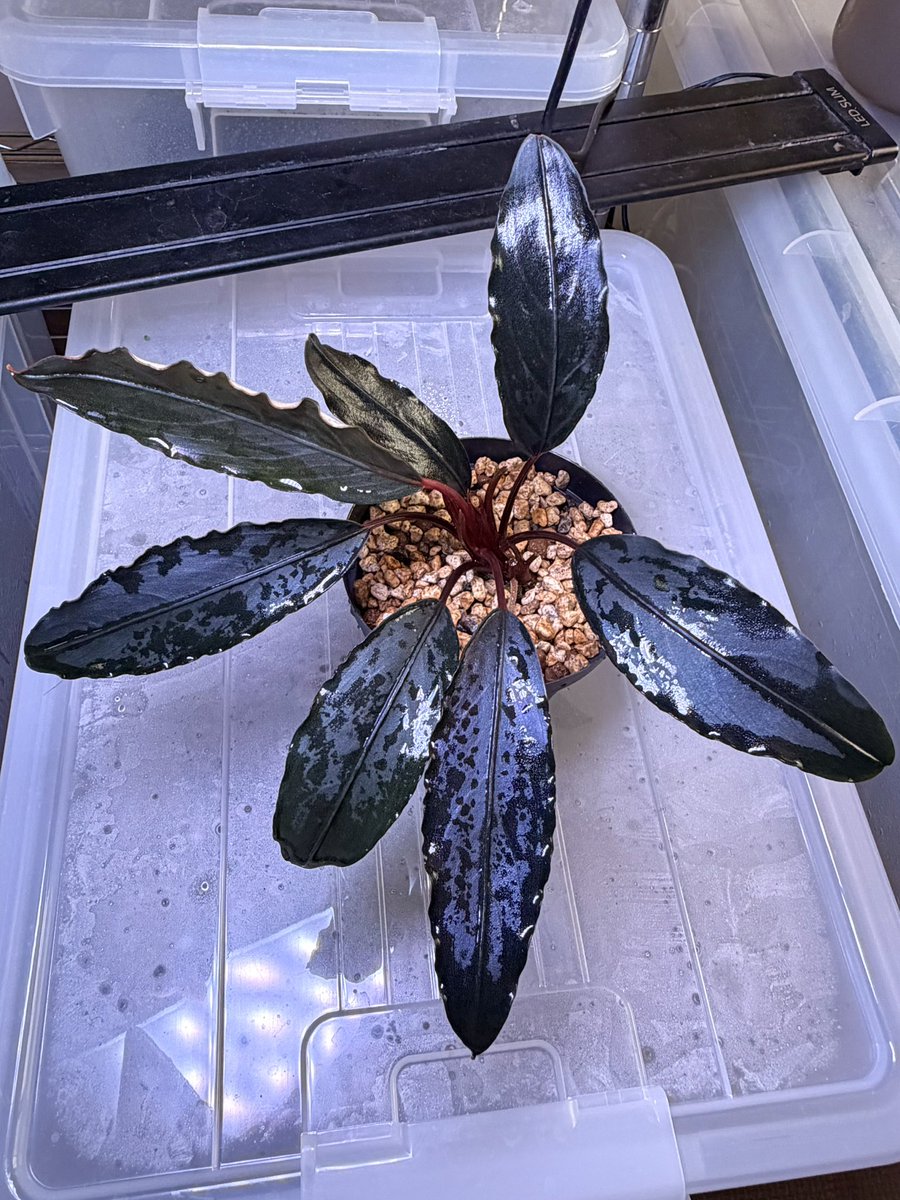 flon617's tweet photo. Bucephalandra モトレイアーナ Padawan_３「玉蟲の厨子」

ヤフオクでgreenherbさんから落札させて頂きました😭

紫の葉っぱに玉蟲色の輝きがあってすごい綺麗✨ https://t.co/L6CiylFQNW