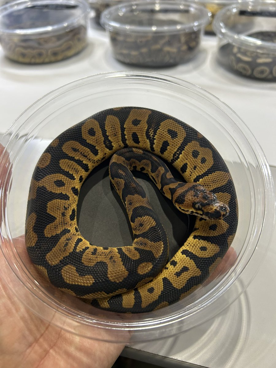 GHI leo redhead het clown
GHI spotnose clown
confusion clown

Sold
