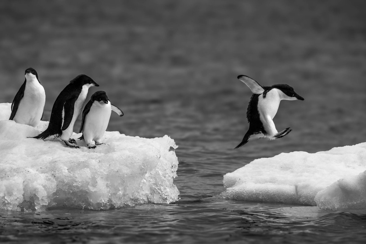 NickDale_Photo's tweet image. Rules of Composition: Balance
nickdalephotography.com/excitement/p/e…
#rulesofcomposition #balance #adeliepenguin #antarctica #onsafariwithnickdale