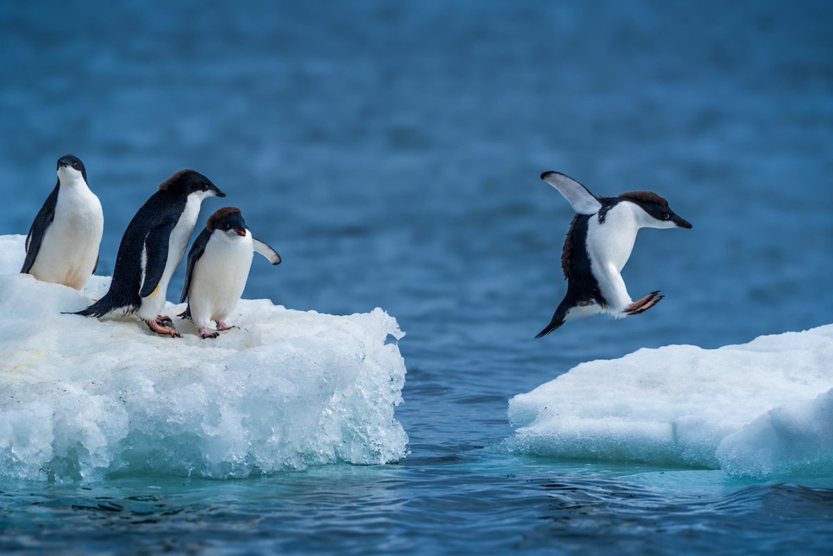 NickDale_Photo's tweet image. Rules of Composition: Balance
nickdalephotography.com/excitement/p/e…
#rulesofcomposition #balance #adeliepenguin #antarctica #onsafariwithnickdale