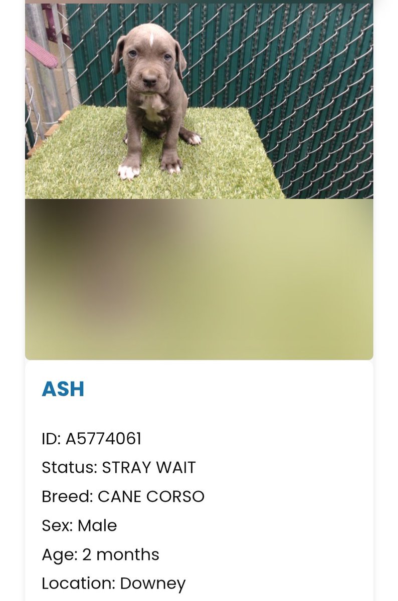 mapleveewesem's tweet image. 5-4, closing down on midnight: 
Downey #California ACC is down to 78 dogs on the website! A drop of 20 dogs in a day, &amp;amp; we only lost poor Donna. 😢
The Cane Corso puppies have pics, names &amp;amp; are now listed at 2 months. All are adorable😍 May be available 5-9.