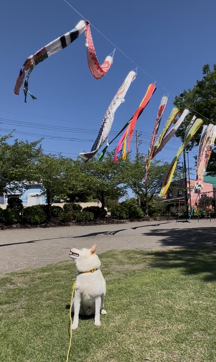 HAL_w_xxxx's tweet image. こどもの日🎌

#柴犬 #白柴 #shiba #shiroshiba  #柴犬のいる暮らし