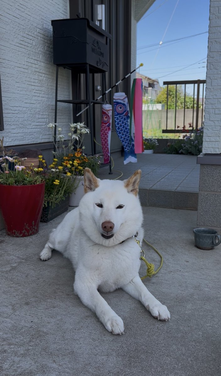 HAL_w_xxxx's tweet image. こどもの日🎌

#柴犬 #白柴 #shiba #shiroshiba  #柴犬のいる暮らし