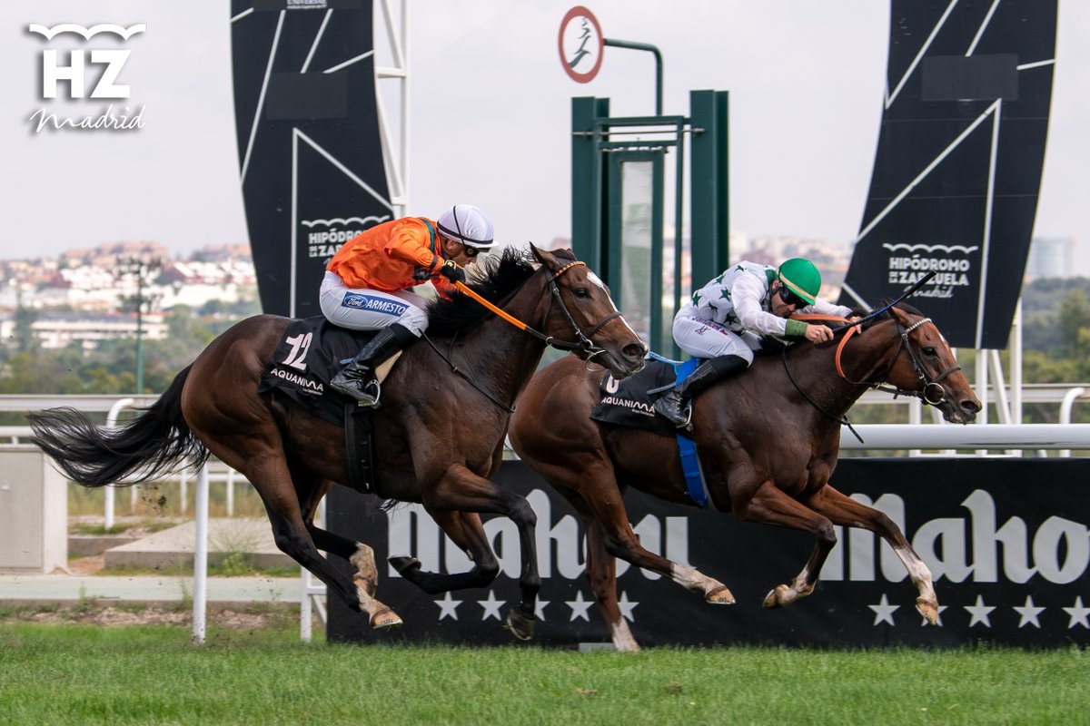HipodromoMadrid's tweet photo. Hoy decimos adiós de las pistas de competición a una auténtica reina: ¡War Of Dance! 👑🏇

No es fácil poner en palabras todo lo que ha significado verla galopar, competir y brillar. 💫

🏆Quedará para siempre en la memoria su inolvidable victoria en el Gran Premio Memorial Duque de Toledo 2023, y ese dominio absoluto al alzarse con el Gran Premio de Madrid en 2024 y 2025, una hazaña impresionante que queda para la historia de nuestro turf. 💪🏇👏

Más allá de los títulos, War Of Dance nos regaló algo aún más valioso: inspiración. Nos enseñó lo que significa competir con el corazón, superarse en cada salida y dejar huella en cada paso. Damos las gracias a sus propietarios de la Cuadra Peques, a su entrenador y a todo su equipo, @ArizkorretaR, y a los jockeys que la llevaron a la gloria, @jgelabertb y @RNValle2. 😍

❤️Hoy comienza una nueva etapa para ella, lejos del ruido de la competición, donde le espera el descanso que tanto merece, de momento en la @YeguadaAgrado, y una nueva vida como madre, ¡¡será cubierta por el campeón Rodaballo!!
Una etapa llena de calma, de cuidado y de nuevos comienzos. ¡Los aficionados esperaremos con mucha ilusión a sus potrillos!🏇

¡¡Gracias, campeona, por cada instante!! Por cada triunfo. Por cada emoción. 💚🩶

Te deseamos todo lo mejor. Tu legado ya es eterno.🏇
