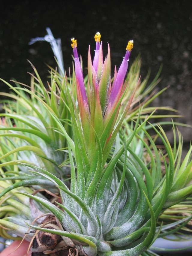 エアプランツ #キセログラフィカ #ウスネオイデス 自宅の植物たち エア