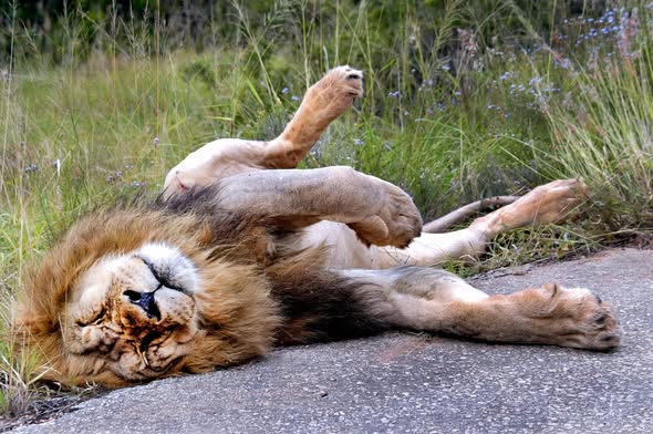 SANParks Addo tweet media