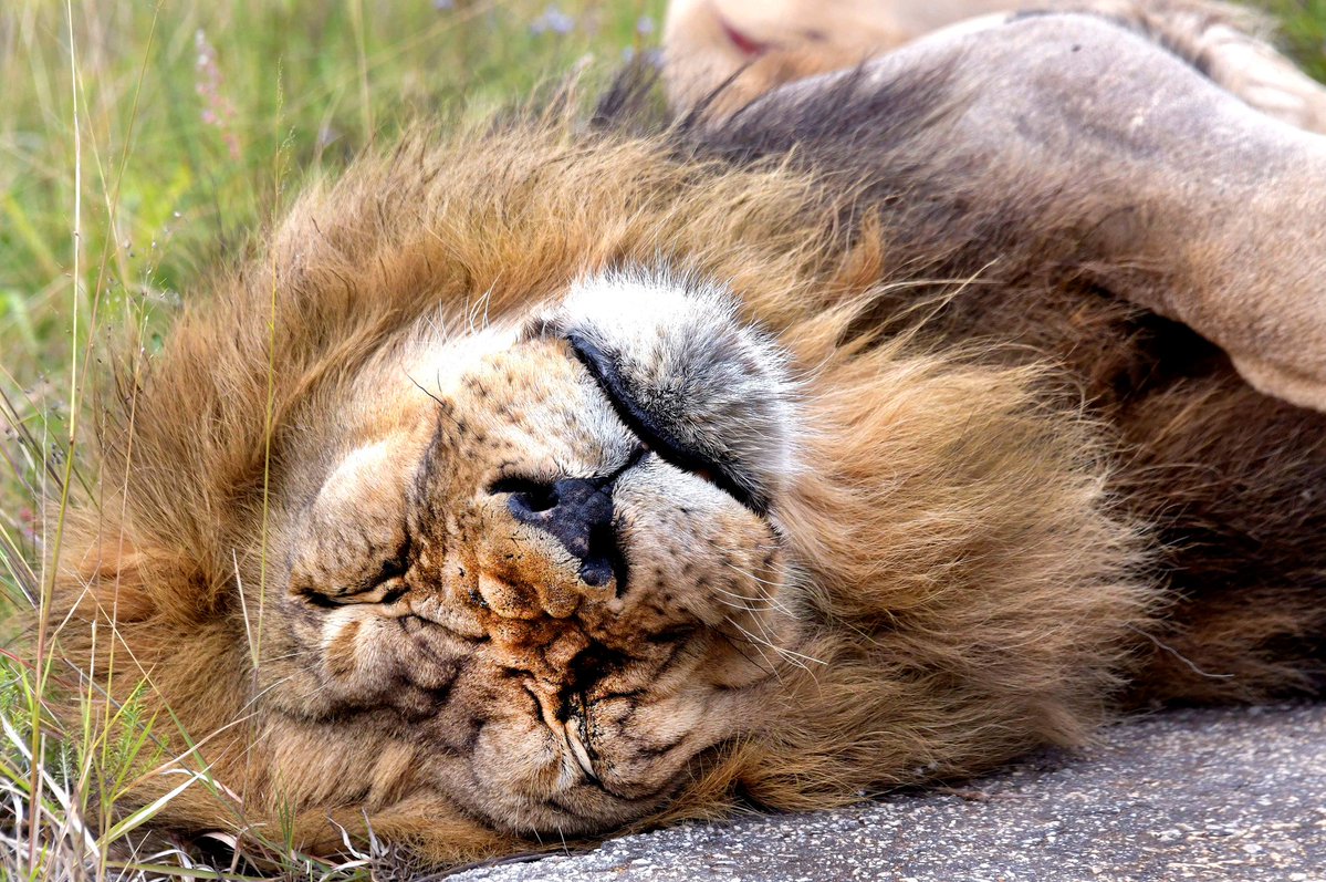 SANParks Addo tweet media