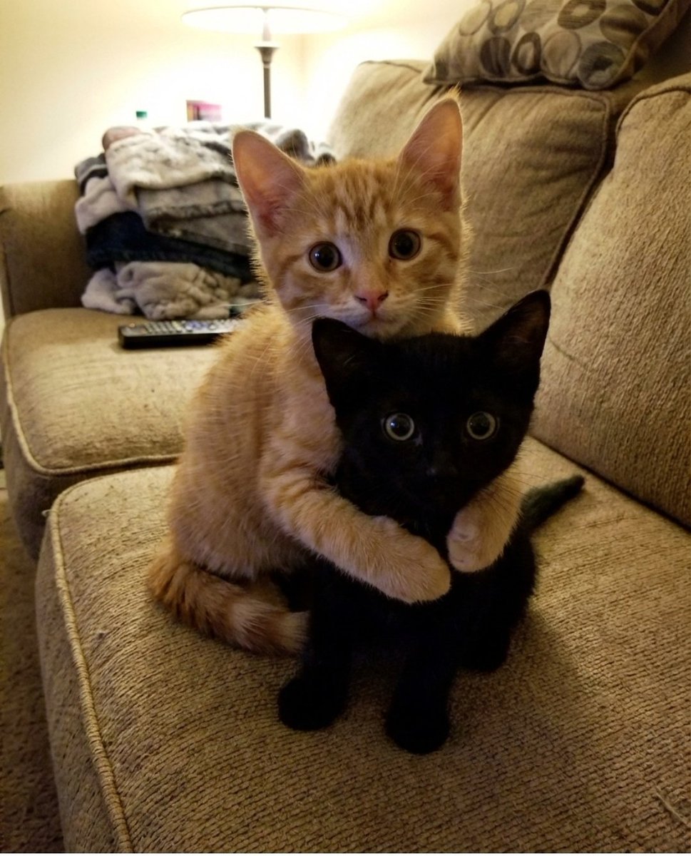CuteLittleCats🐱 tweet media