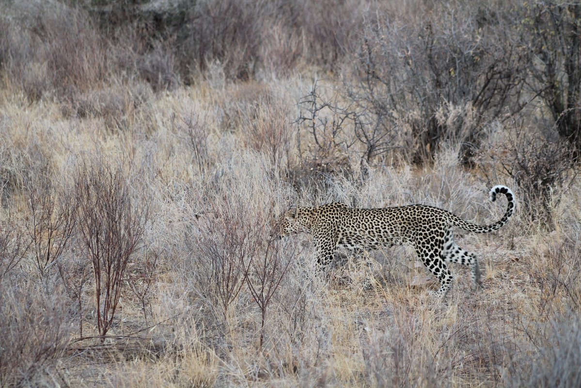 KentauSafari's tweet image. No filters. No mercy. Just the wild being wild. Predator above. Power below. Survival everywhere. The wild doesn’t apologize. 
If you had to witness one moment in the wild… which would you choose?
Book with us and turn your dreams into timeless stories. #Wildlife #Safari #Nature