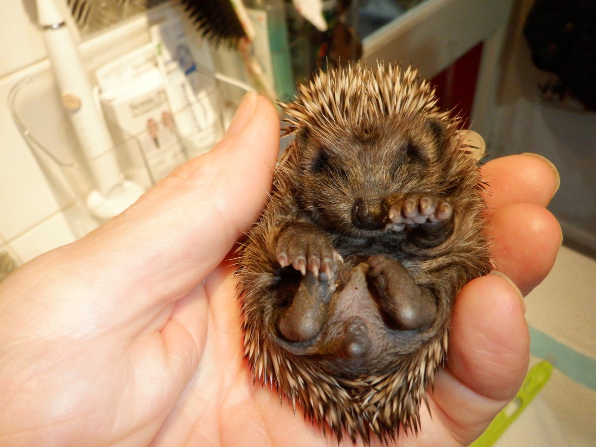 Hedgehog Cabin tweet media