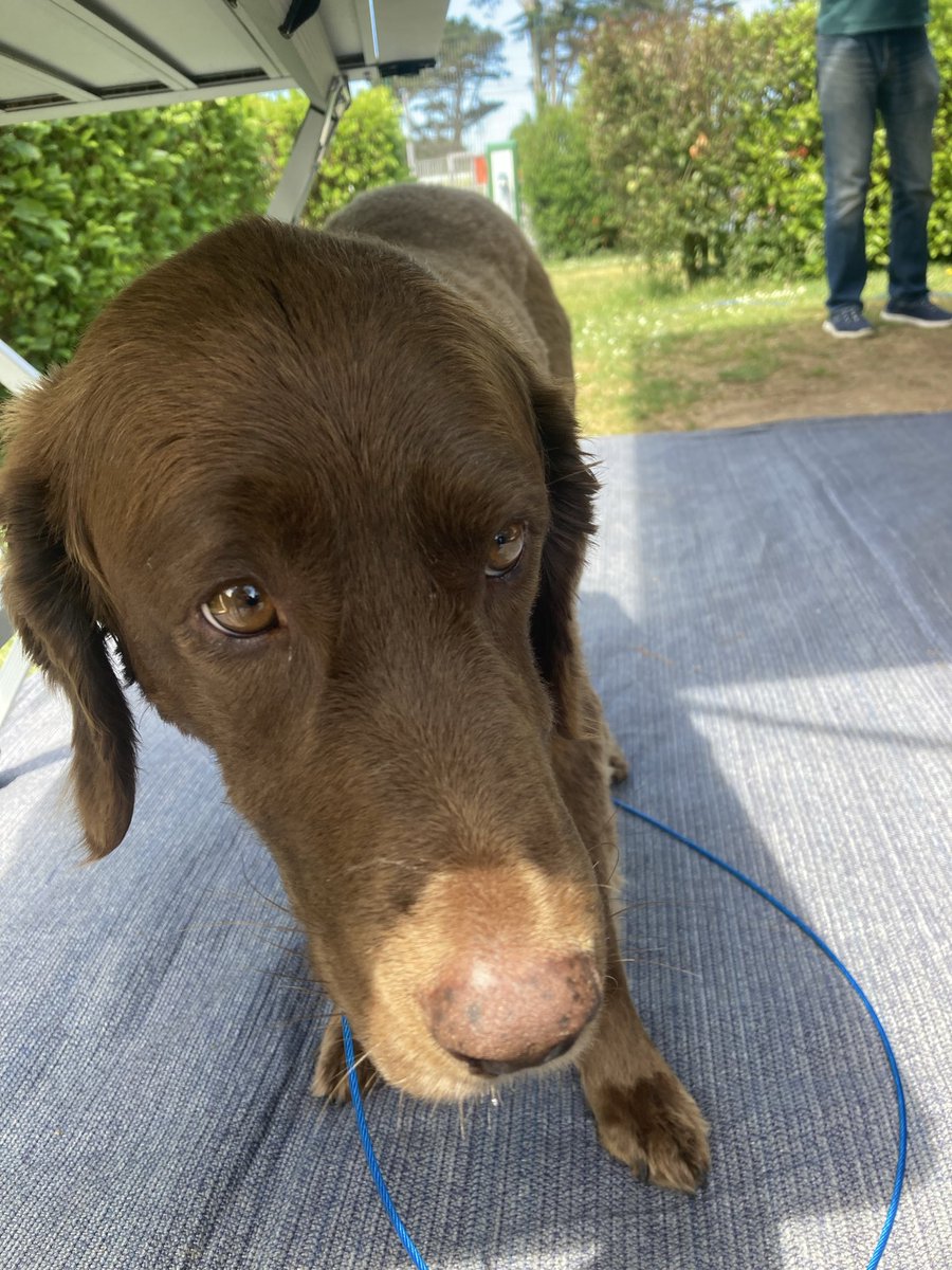 anne_ahickey's tweet image. We are having a lovely holiday along the north coast of France. The last photo is a case of “where’s Aero “?
#france
#dogsoftwitter