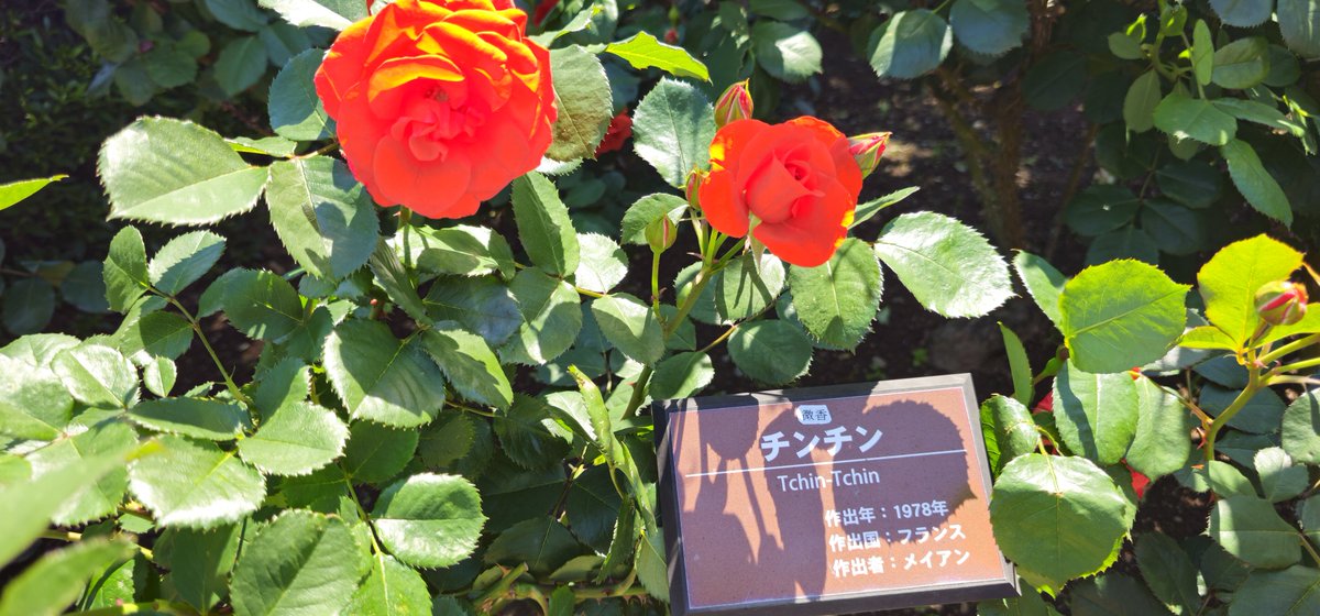 ぼびぃ tweet media