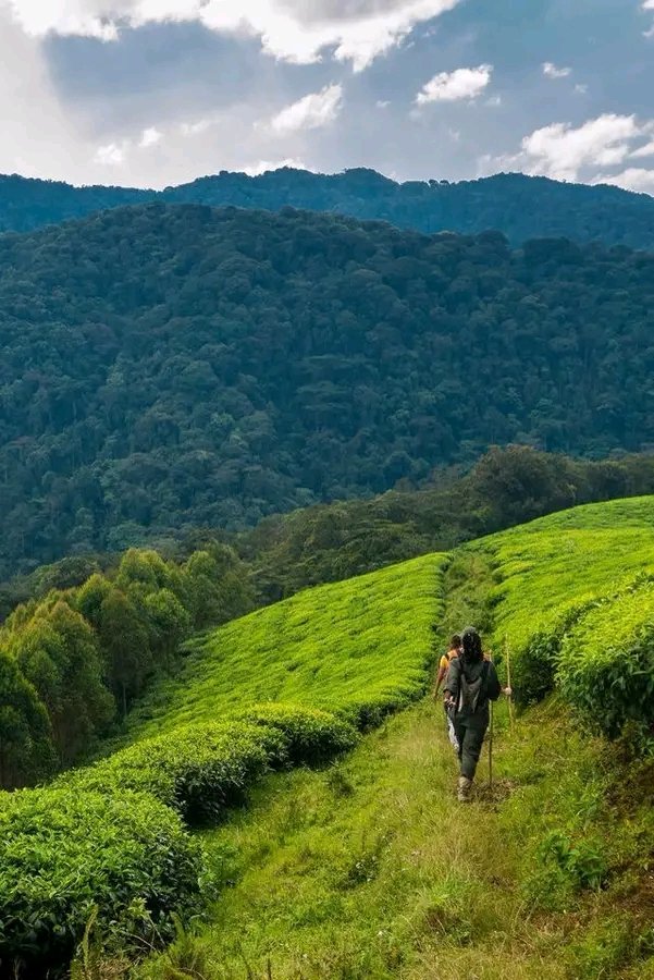 umutamenwa11's tweet image. If the Algorithm brings this to your TL, Comment the answer! 👇👇

If someone gave you a free trip to anywhere in Rwanda today 🇷🇼

Where would you go first? 👇
Kigali? 
Musanze? 
Rubavu? 
Huye? 
Nyungwe? 
Akagera?

#VisitRwanda #Rwanda
