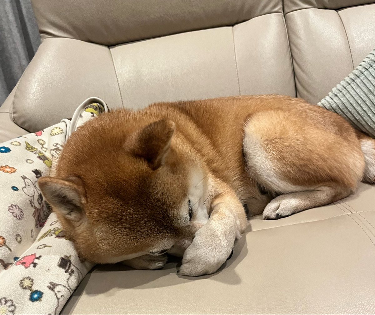 柴犬おとちゃん🐕6歳 tweet media