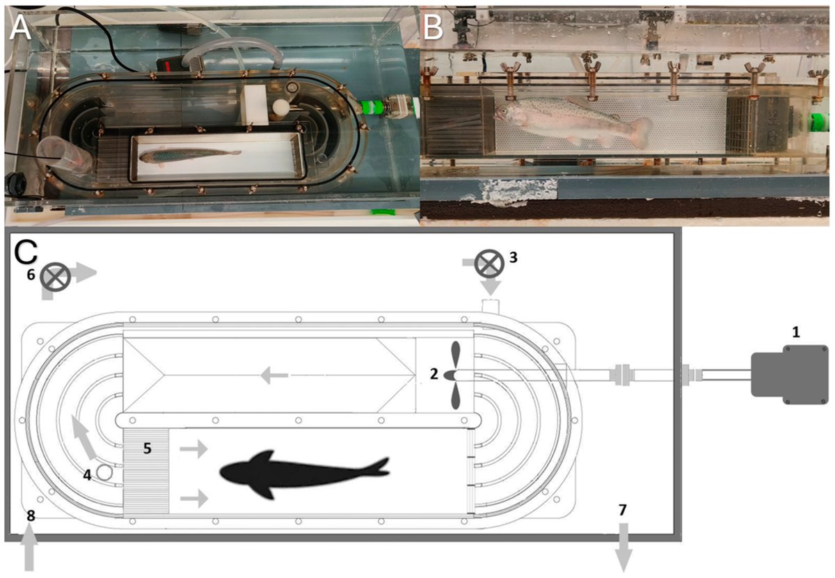Fishes_MDPI's tweet image. 🐟#EditorsChoice paper in #Fishes!

Preferred and Optimal #Swimming Speeds in #RainbowTrout (Oncorhynchus mykiss) at Three Temperatures
👉mdpi.com/2410-3888/10/2…

💦#swimtunnelrespirometry #exercise #aquaculture #temperature