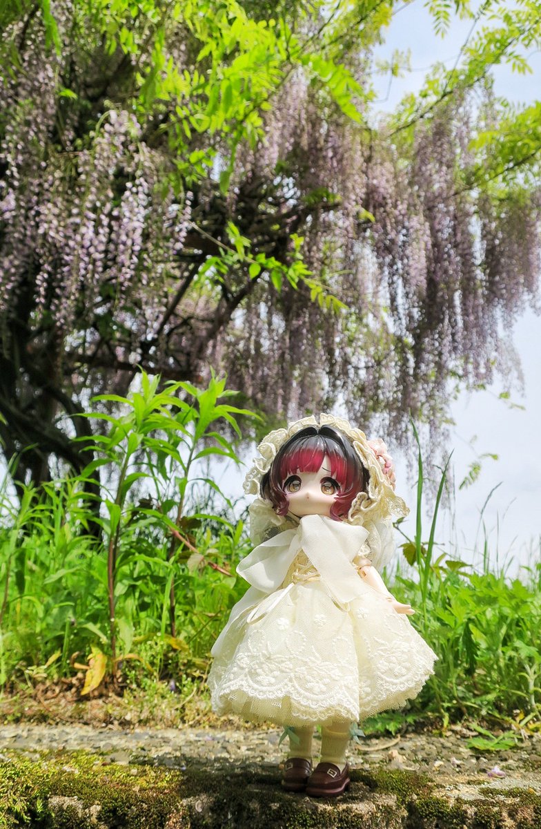 ギリギリ藤が見れました
#ボニーバニー6