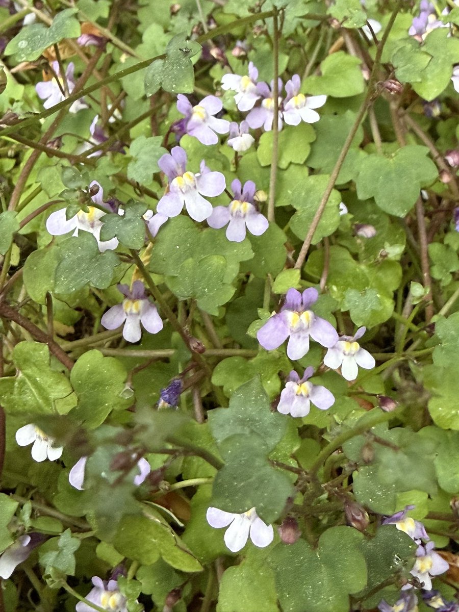 SavetheHellfire's tweet image. Tuesday morning colours #wildflowerhour #nature #biodiversity