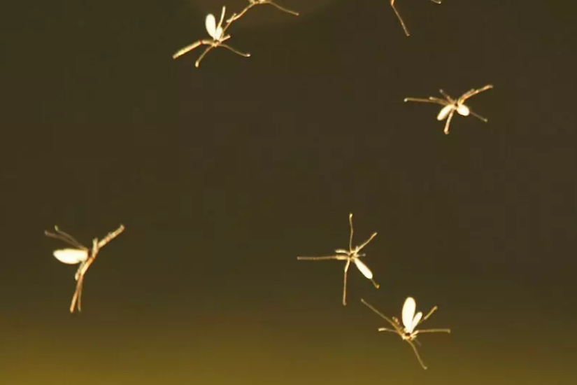 Tiredearth's tweet photo. Why Do Mayflies Fly in “Elevators”? An Unexpected Survival Strategy

#TiredEarth #Mayflies
🔗https://t.co/rAC9QnPPtS https://t.co/w3aBzibhZm