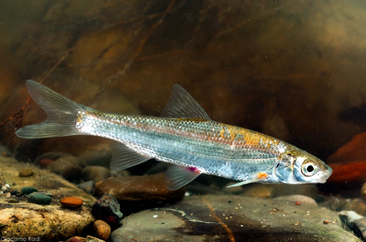 FabGiagnoni's tweet photo. La #lasca, striscia, marcandola o fregata è un piccolo #pesce d'acqua dolce endemico del Nord #Italia e dei fiumi adriatici, caratterizzato da abitudini gregarie e corpo slanciato. La sua bocca inferiore le permette di raschiare #alghe e invertebrati dal fondale.
#Natura #Fish https://t.co/dVP4oTMSoU