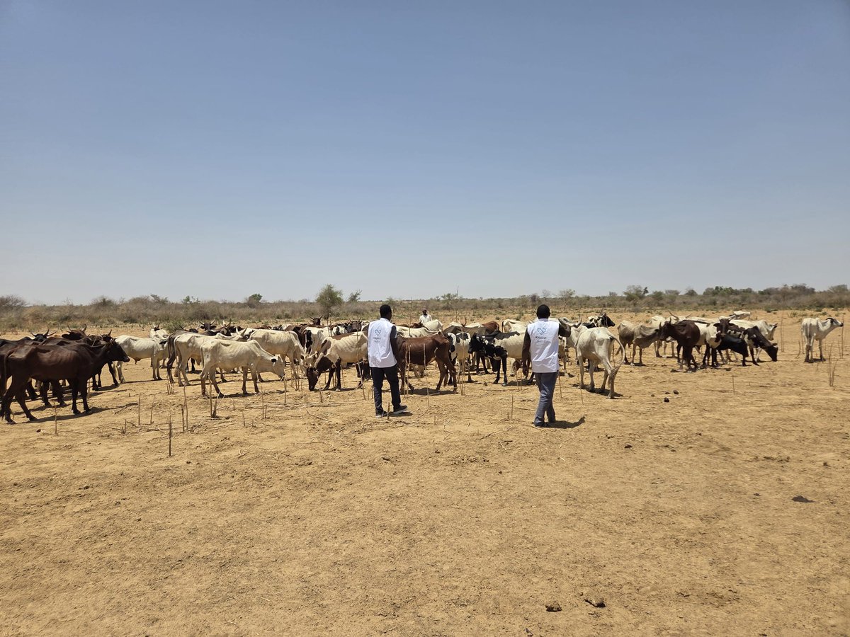 KhairatRelief's tweet photo. On the ground, carefully selecting your Qurbani.
Your trust is our amanah 🤍

Donate now 👇
https://t.co/hbNL7AEAHX

#Qurbani #EidAlAdha https://t.co/QKcEXjws7f