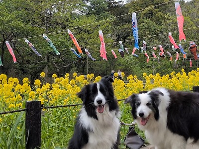 dolce_border's tweet photo. 今日はこどもの日
うちのコたちも、よそのおうちのコたちも、
１年健やかに過ごせますように⭐

お休みもあと１日かぁ…

←近所の鯉のぼり　　　里山ガーデンの鯉のぼり→ https://t.co/q7MivMVxRe