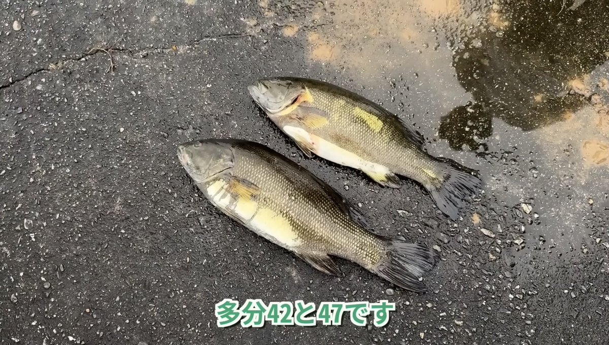 茸本 朗(たけもとあきら) 「野食ハンター茸本朗ch」公開中!! tweet media