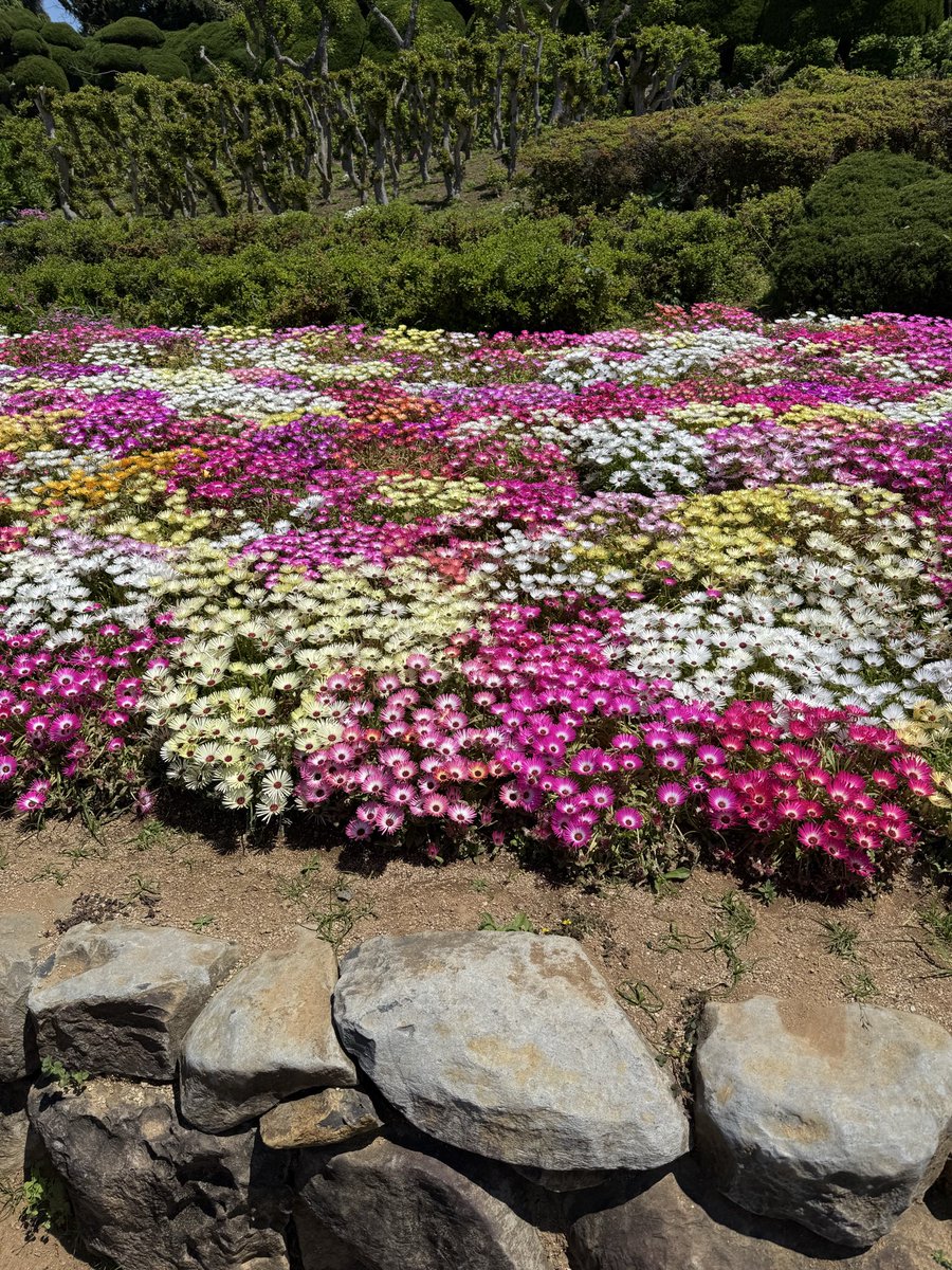 custam55's tweet photo. 今日は天気が良かったので能古島まで散歩してきたー
花の名前は知らないけど綺麗に咲いていました。 https://t.co/kqstIznQDB