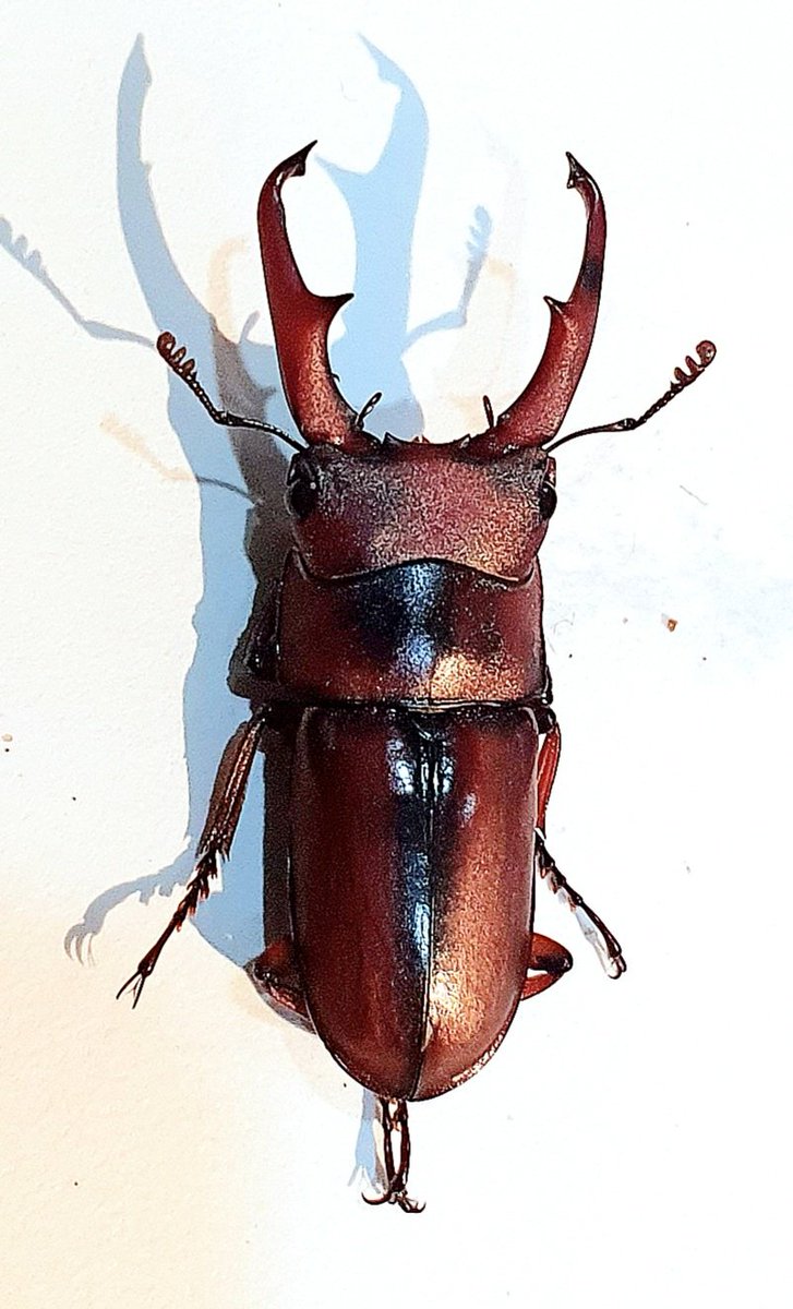 MoOHinn's tweet photo. 💥จิ๋ว แต่แรร์ 
.
👉ด้วงคีมมาโครแดงเขาใหญ่
Macrodorcas axisopsis
.
✅️ขนาดเพศผู้ประมาน 30 มิลลิเมตร
ชนิดนี้ ต่างจากชนิดย่อยที่เจอทางเหนือครับ
ทรงคีมของทางเหนือ จะมีหยักกลางคีมที่ค่อนไปทสงปลายคีมมา���ว่า ของเขาใหญ่ครับ ซึ่งอยู่กลางคีมเลย https://t.co/lcQybAxvwS