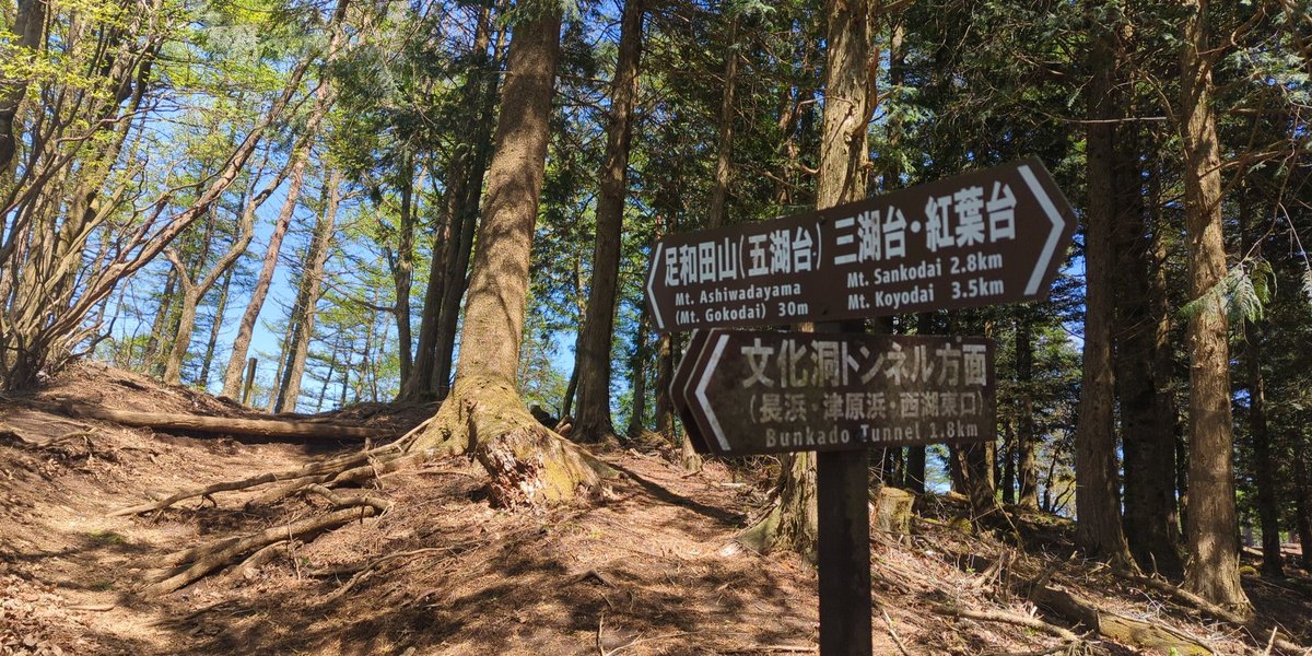 nagisaboys's tweet photo. なるさわの道の駅もはじめてでしたけど足和田山(五湖台)もはじめて、想像以上に絶景どかーんでした
#ねこねこドライブ #ハイキング #runandwalk https://t.co/KCi1PDMyfI