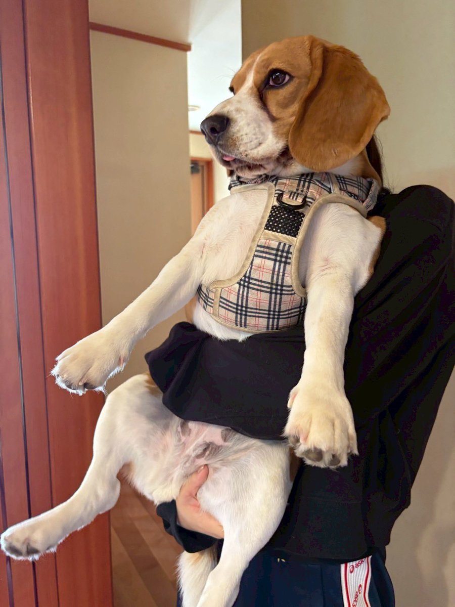 ふてぶてしい犬 tweet media