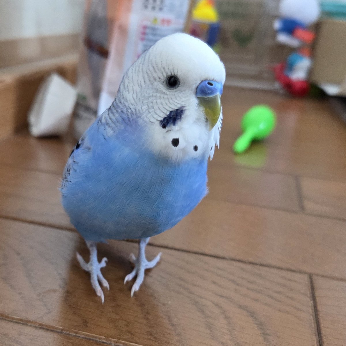 セキセイインコ