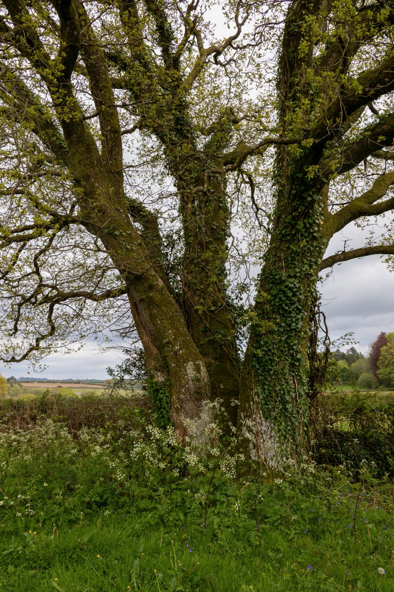 pmj_photos's tweet image. An old oak on Dartmoor, ivy-clad and cow parsley at its feet, still putting out fresh leaves after several hundred years of Devon springs.
#ThickTrunkTuesday #TreeClub #Dartmoor #Devon #Trees #Nature #Oak
@arborsmarty @keeper_of_books