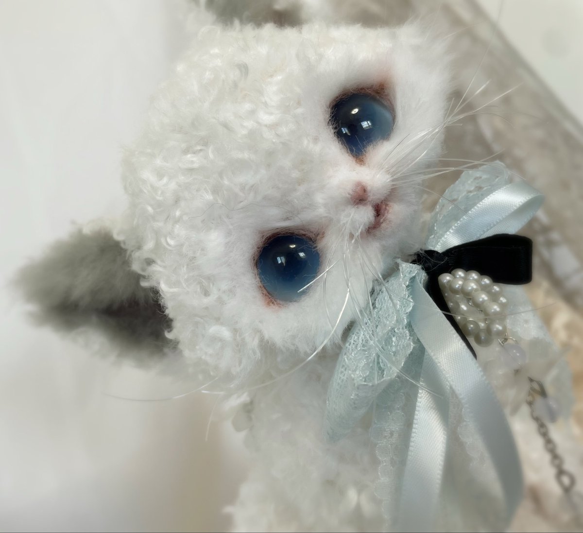 綺麗で可愛いデボンレックスの子です🩶✨ ご縁お待ちしております