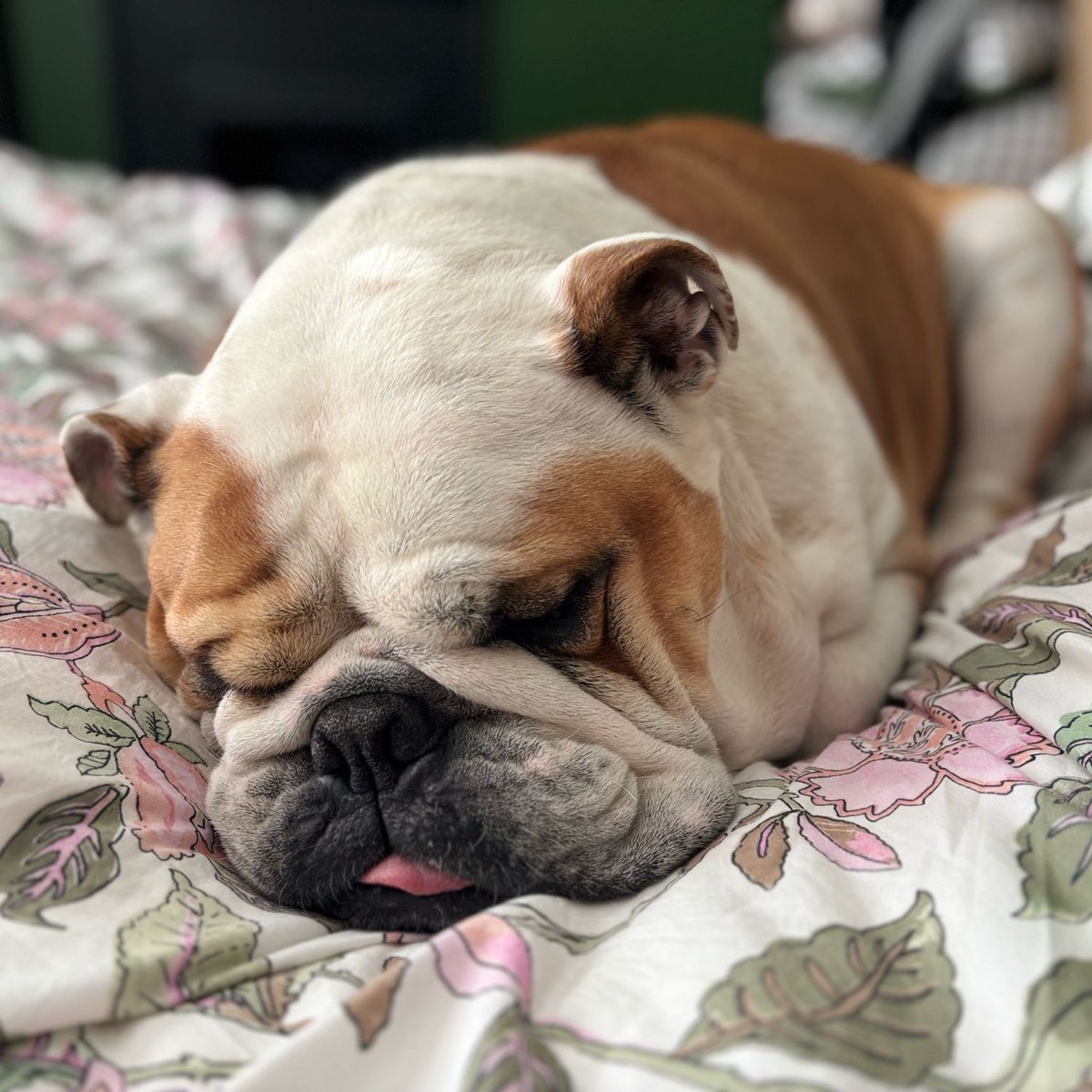 barney_bulldog's tweet image. Made it to the big bed, urgently need to catch up on my missed closed Monday, but still committed to #TongueOutTuesday 👅 🐶🐾❤️ Barney #BarneyTheBulldog #DogsOfTwitter #DogsOfIG #EnglishBulldog