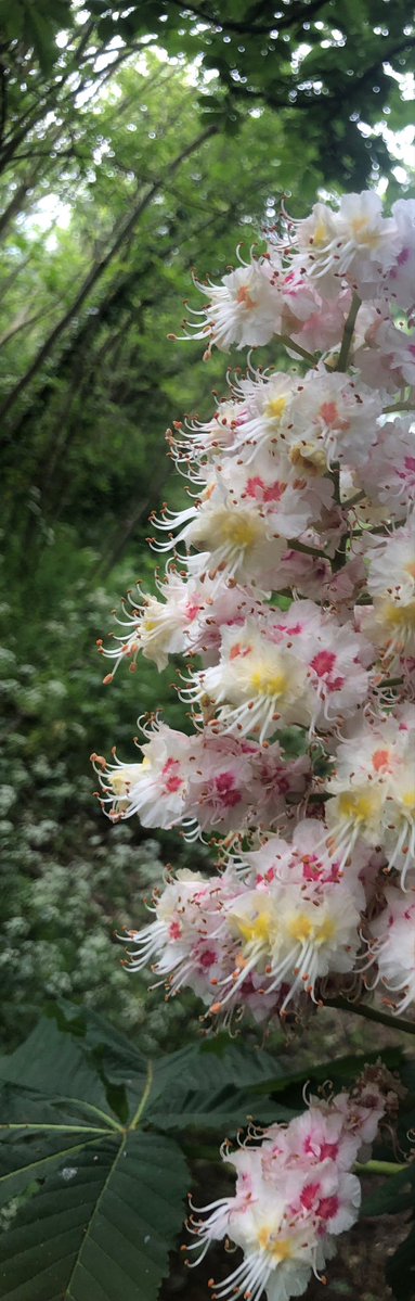 TubbyBats's tweet image. The #photos from todays #walk. It’s a little chilly with grey skies in expectation of rain.