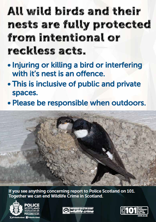 PSOSLothBord's tweet photo. We have recently received reports concerning tree felling and hedge trimming that have disturbed active bird nests.

Please remember that our local wildlife is protected.

Please be mindful of your surroundings and let’s work together to protect Scotland's wildlife this spring! https://t.co/KwvmvoqElB