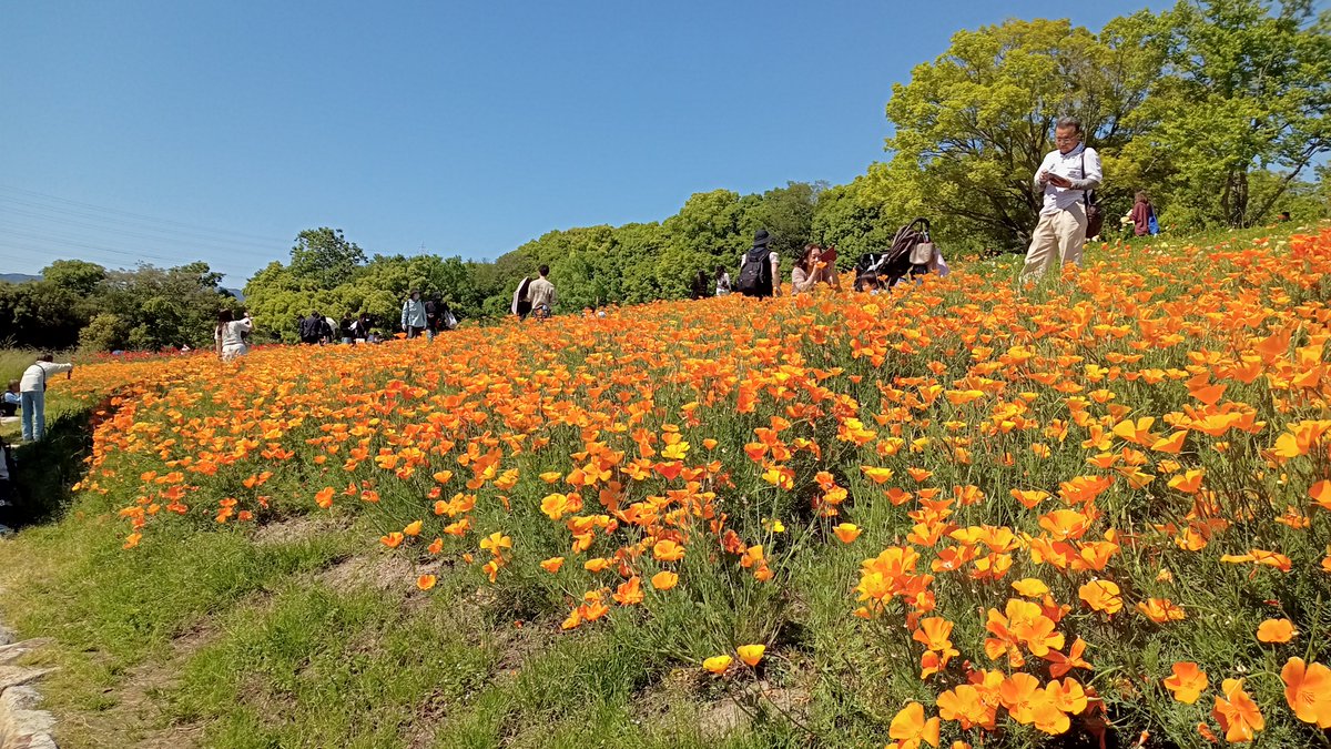 xtentenx's tweet photo. 今日何かがすごい飛んでるようで、鼻水とくしゃみが酷い、、

お花畑は綺麗でした🌼 https://t.co/q5jAoggCam