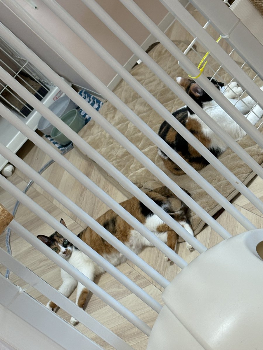 譲渡型保護猫Cafe あおねこ(新潟県田上町) tweet media